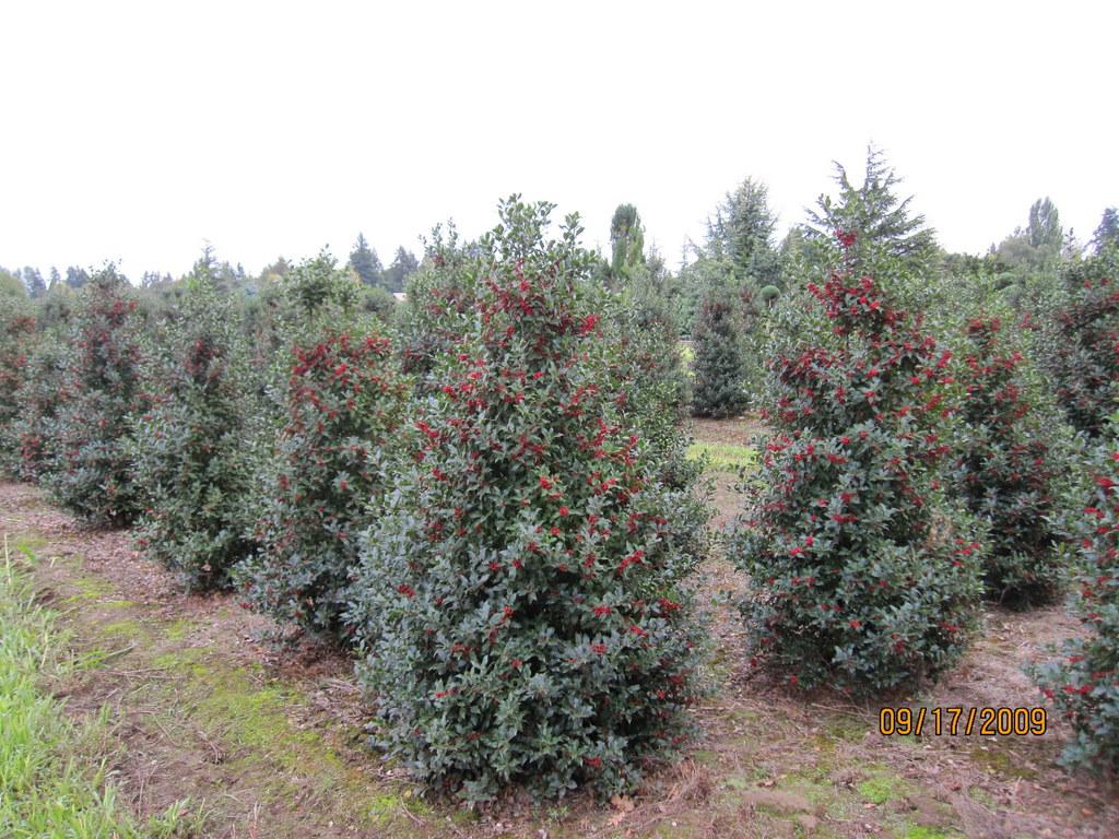 Ilex Meserveae Centennial Girl - View 20 from www redcrocus com