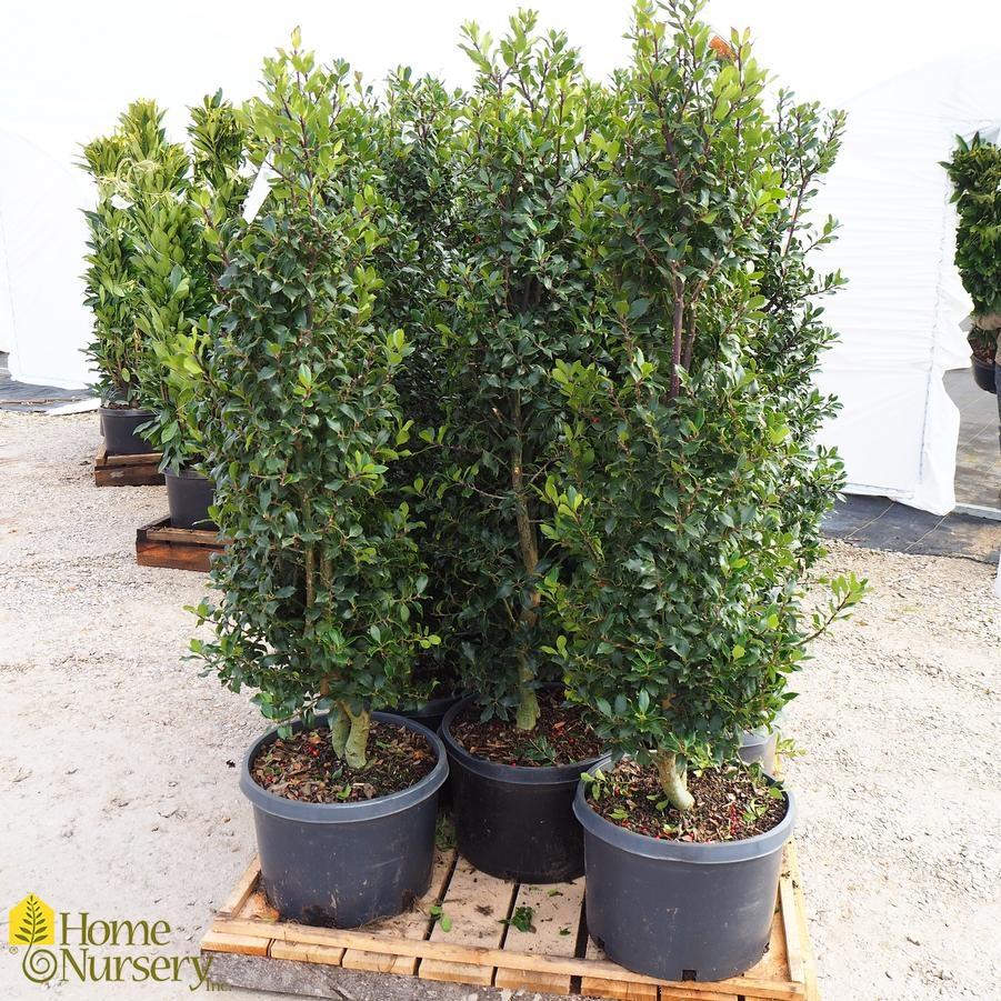 Ilex Meserveae Centennial Girl - View 3 from www redcrocus com