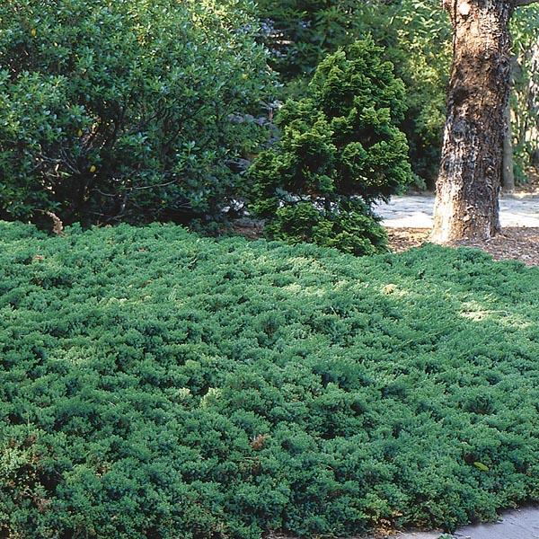 Juniperus Procumbens Greenmound - View 18 from www redcrocus com