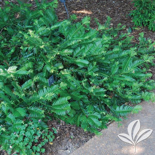 Cephalotaxus Harringtonia Prostrata - View 12 from www redcrocus com