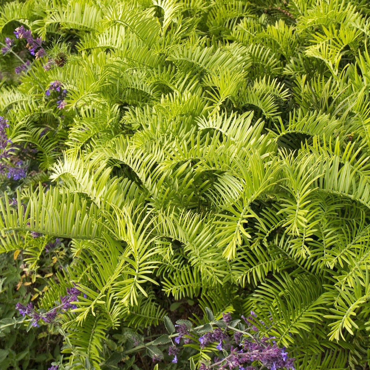 Cephalotaxus Harringtonia Prostrata - View 18 from www redcrocus com
