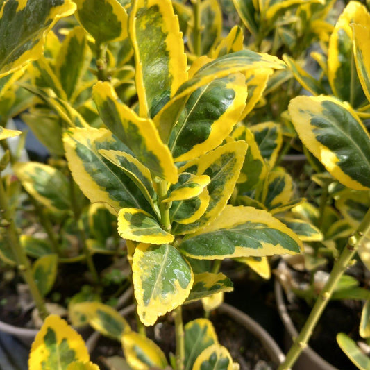 Euonymus Japonicus Aureomarginatus - View 10 from www redcrocus com