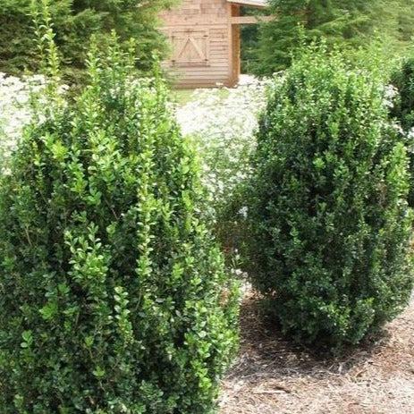 Buxus Microphylla 'green Mountain' - View 12 from www redcrocus com