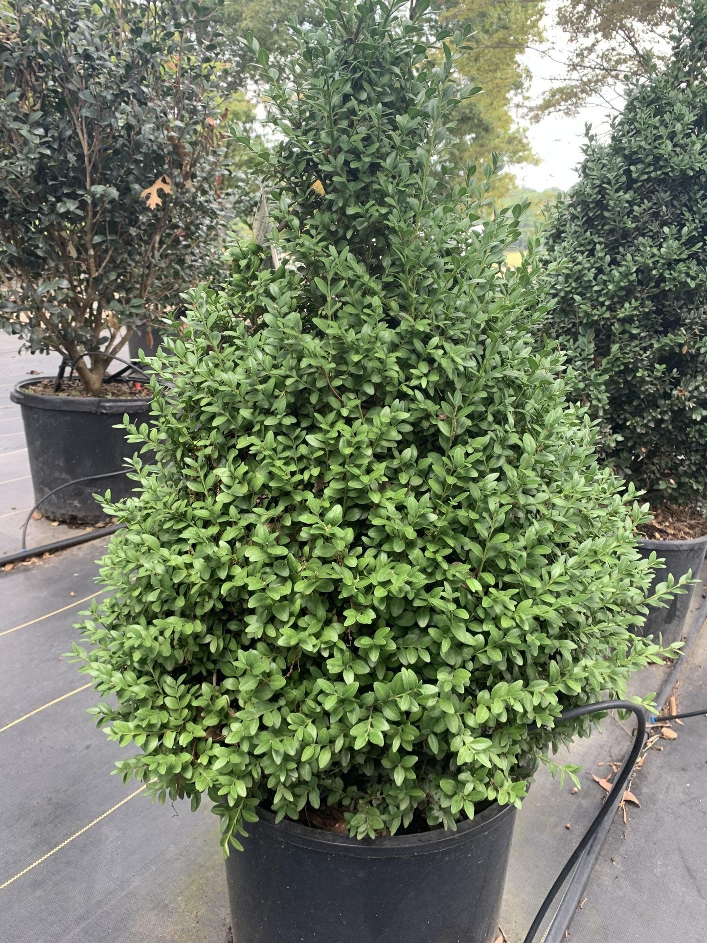 Buxus Microphylla 'green Mountain' - View 17 from www redcrocus com