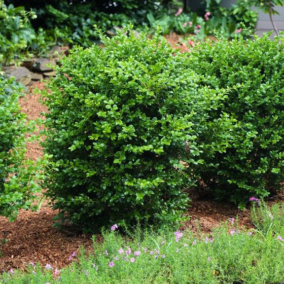 Buxus Microphylla 'green Mountain' - View 18 from www redcrocus com