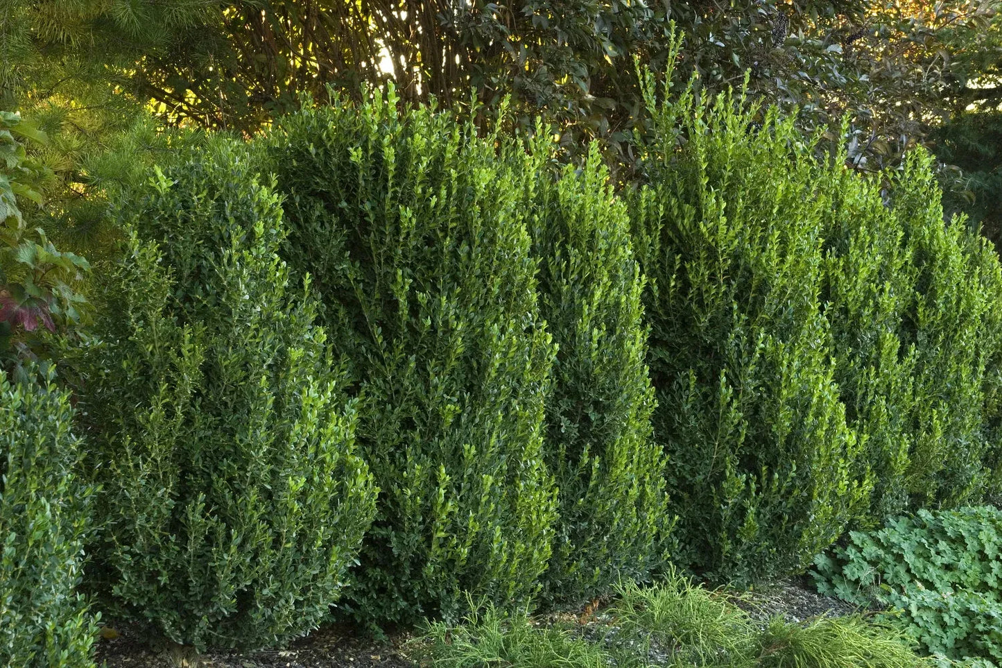 Buxus Microphylla 'green Mountain' - View 6 from www redcrocus com