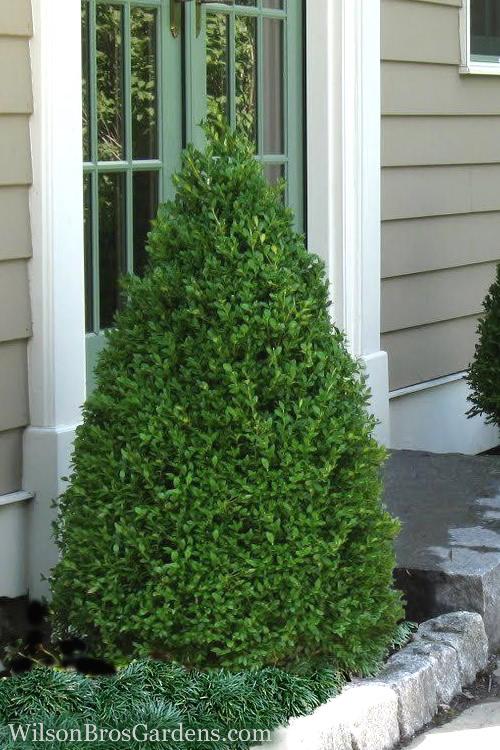 Buxus Microphylla 'green Mountain' - View 7 from www redcrocus com