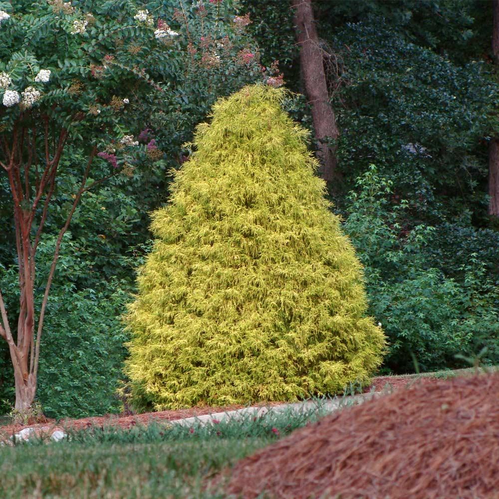 Chamaecyparis Pisifera Golden Mop - View 18 from www redcrocus com