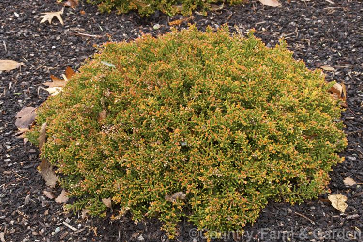 Calluna Vulgaris 'multicolor' - View 11 from www redcrocus com