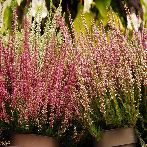 Calluna Vulgaris 'multicolor' - View 13 from www redcrocus com