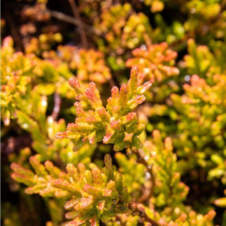 Calluna Vulgaris 'multicolor' - View 19 from www redcrocus com
