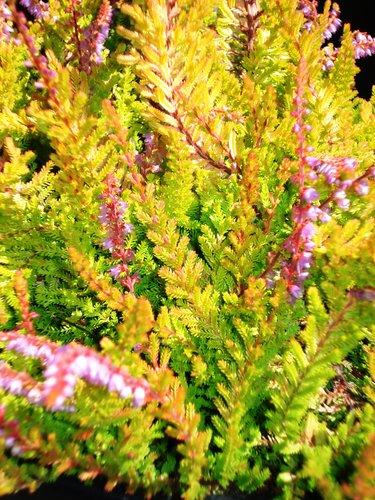 Calluna Vulgaris 'multicolor' - View 20 from www redcrocus com