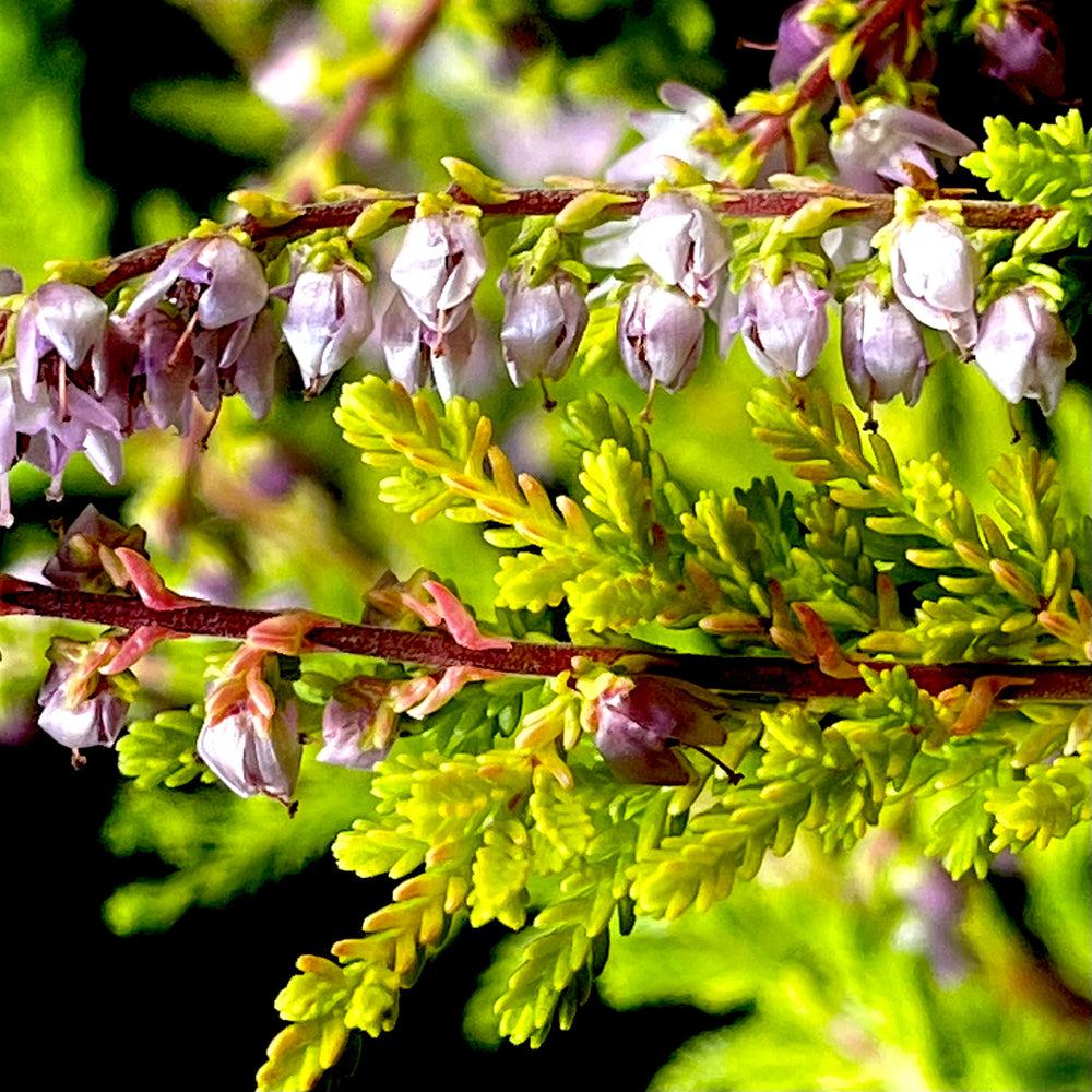 Calluna Vulgaris 'multicolor' - View 21 from www redcrocus com