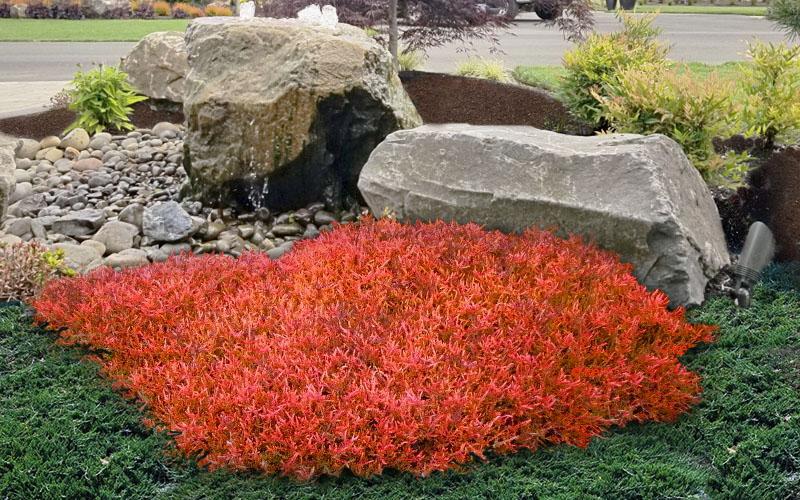 Calluna Vulgaris 'multicolor' - View 22 from www redcrocus com