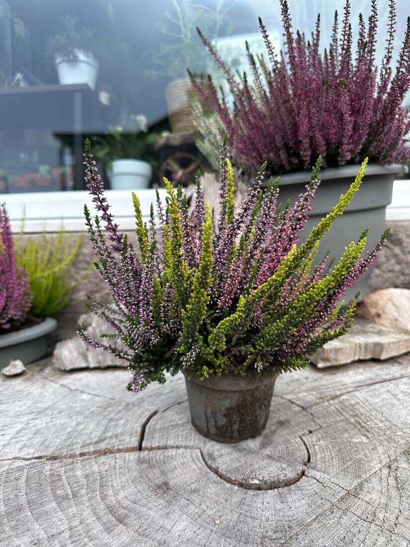 Calluna Vulgaris 'multicolor' - View 23 from www redcrocus com