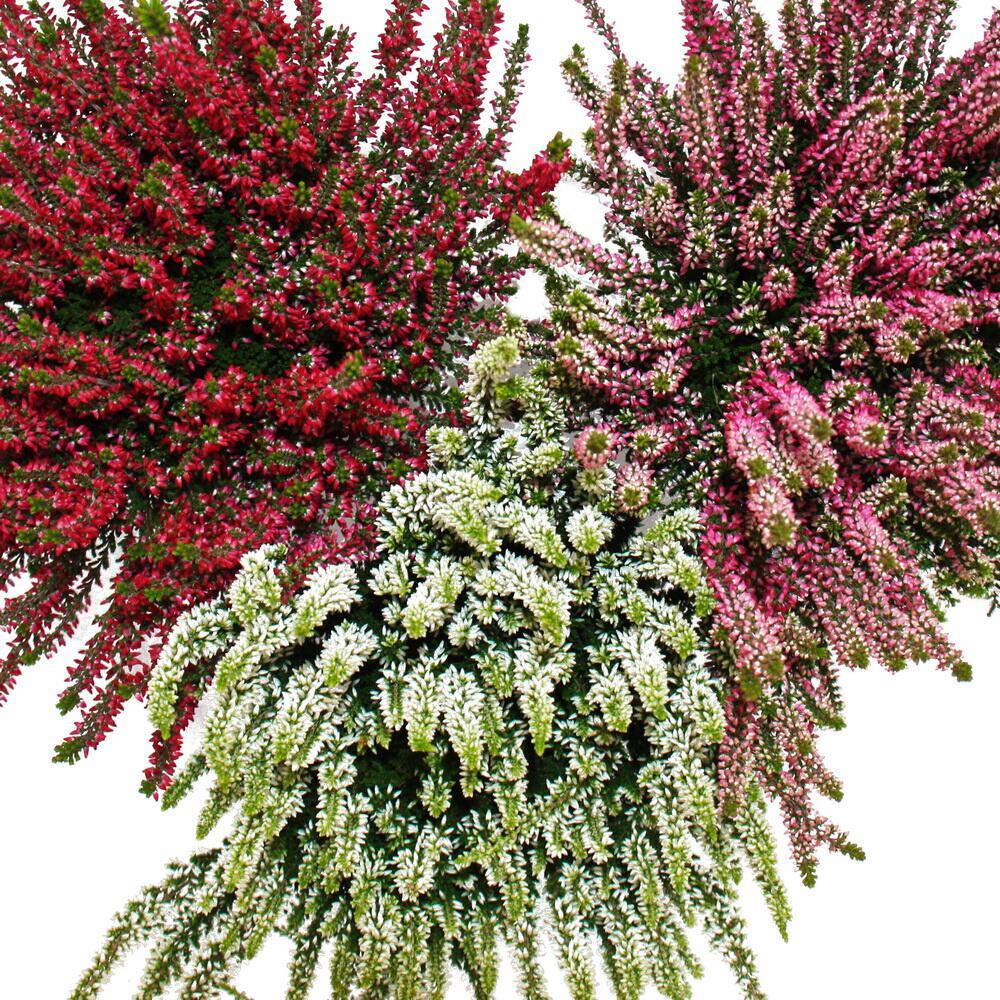 Calluna Vulgaris 'multicolor' - View 24 from www redcrocus com