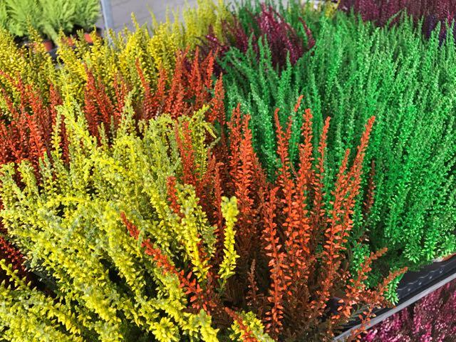 Calluna Vulgaris 'multicolor' - View 25 from www redcrocus com