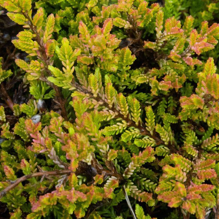 Calluna Vulgaris 'multicolor' - View 26 from www redcrocus com