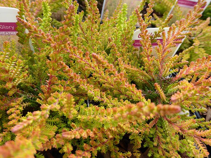 Calluna Vulgaris 'multicolor' - View 29 from www redcrocus com