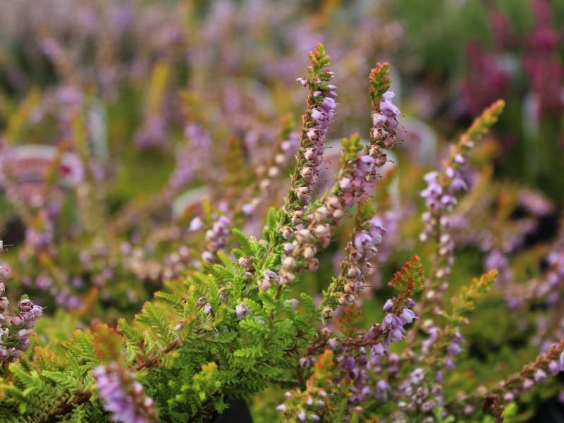 Calluna Vulgaris 'multicolor' - View 3 from www redcrocus com