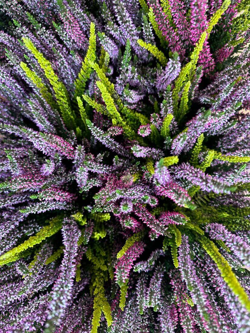 Calluna Vulgaris 'multicolor' - View 6 from www redcrocus com