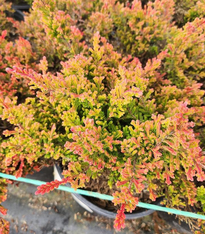 Calluna Vulgaris 'multicolor' - View 7 from www redcrocus com