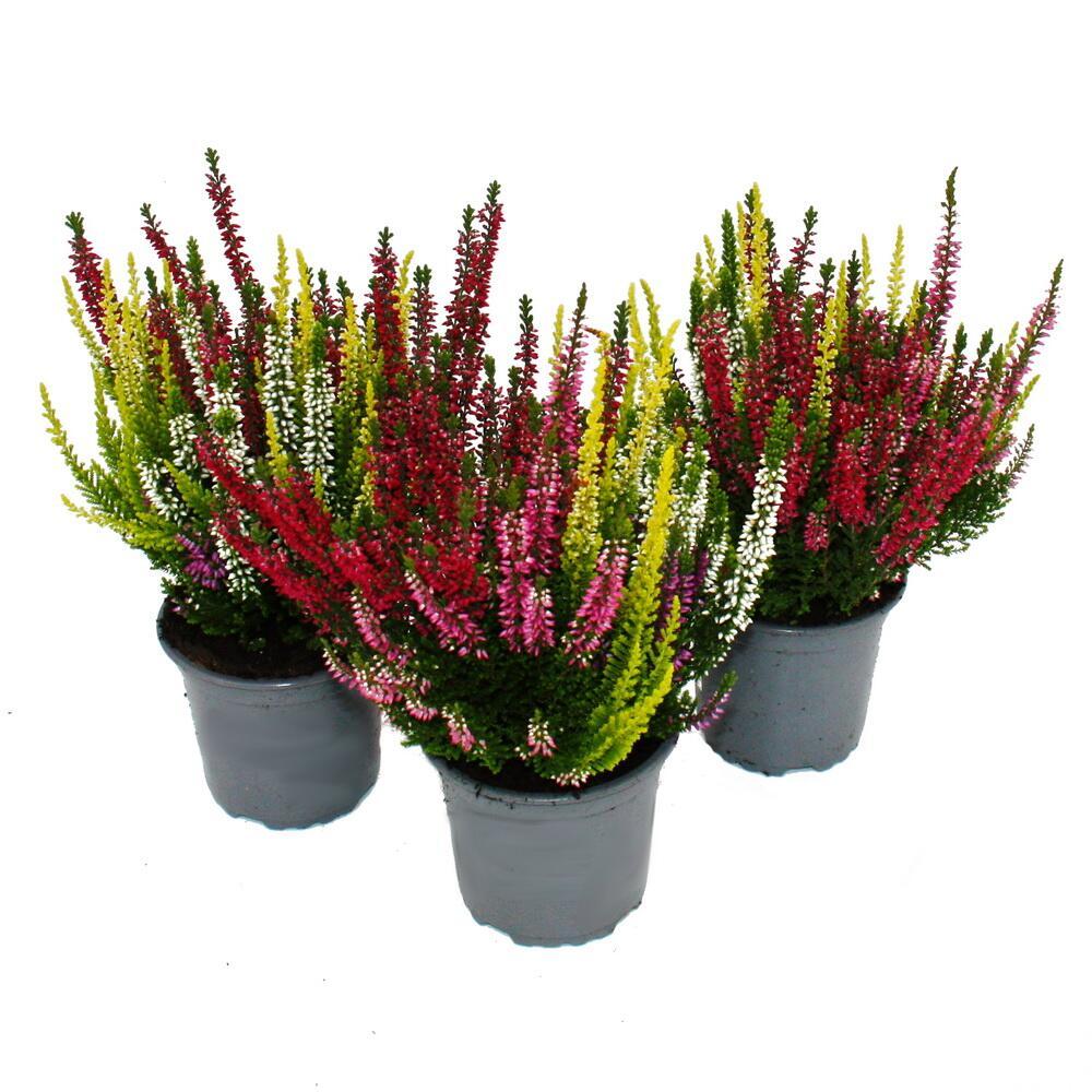 Calluna Vulgaris 'multicolor' - View 8 from www redcrocus com