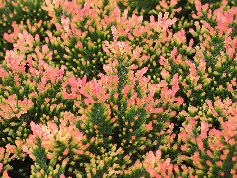 Calluna Vulgaris 'multicolor' - View 9 from www redcrocus com