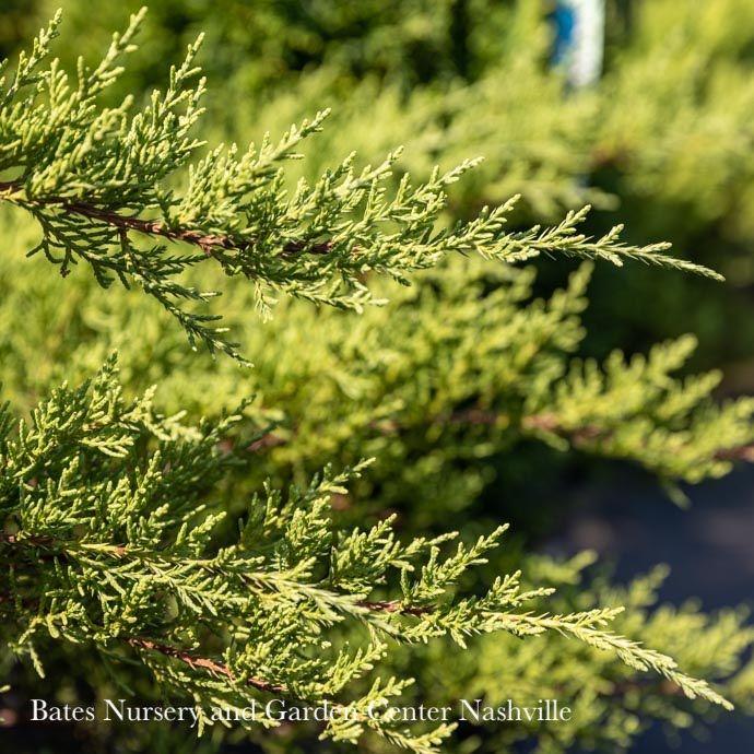 Juniperus Chinensis 'pfitzeriana Compacta' - View 10 from www redcrocus com