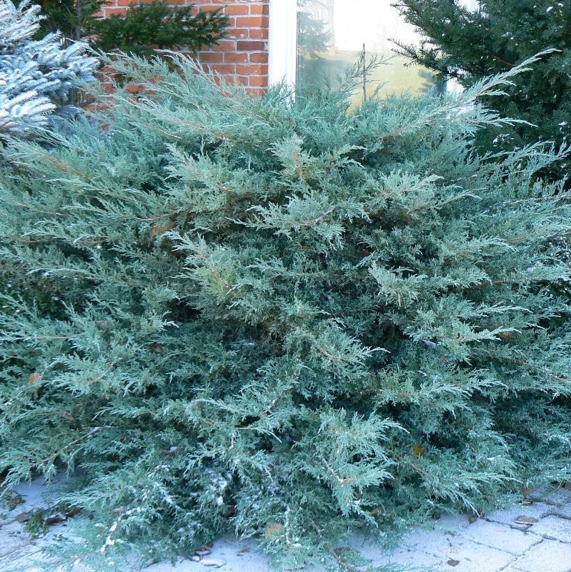 Juniperus Chinensis 'pfitzeriana Compacta' - View 11 from www redcrocus com