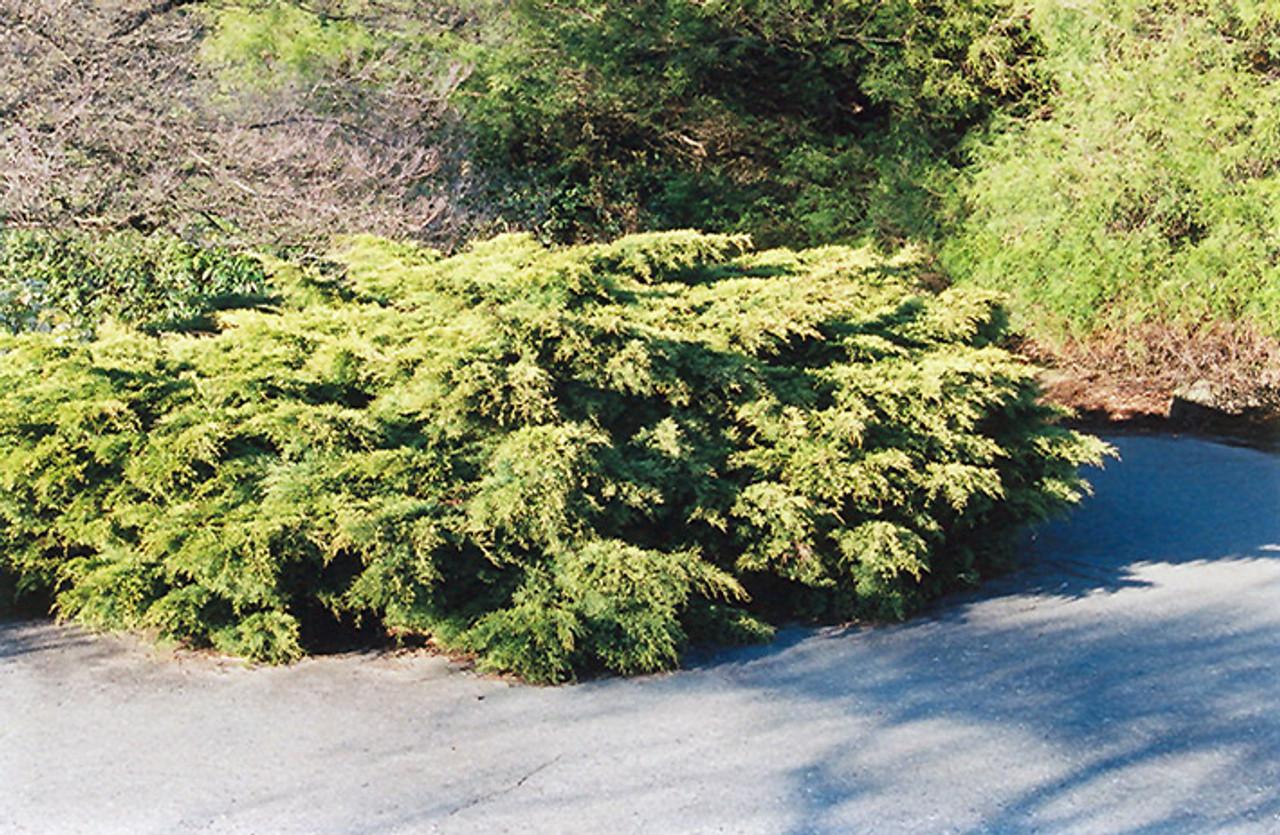 Juniperus Chinensis 'pfitzeriana Compacta' - View 12 from www redcrocus com