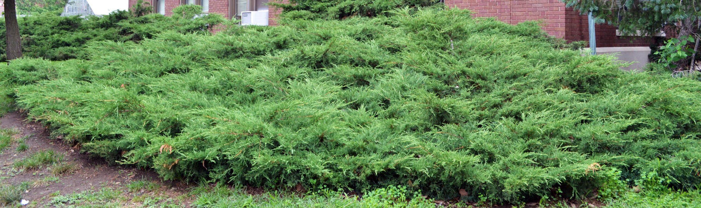 Juniperus Chinensis 'pfitzeriana Compacta' - View 13 from www redcrocus com