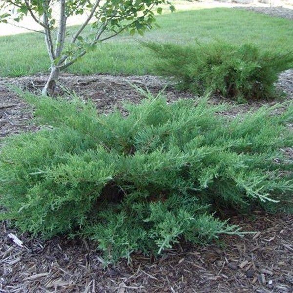 Juniperus Chinensis 'pfitzeriana Compacta' - View 14 from www redcrocus com