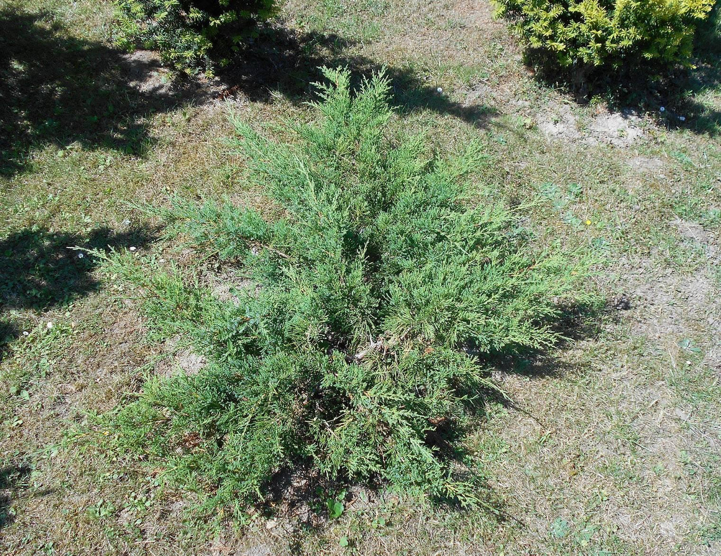 Juniperus Chinensis 'pfitzeriana Compacta' - View 16 from www redcrocus com
