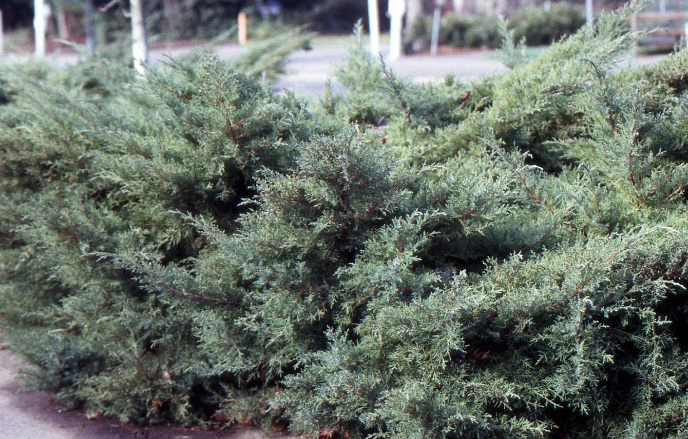 Juniperus Chinensis 'pfitzeriana Compacta' - View 2 from www redcrocus com