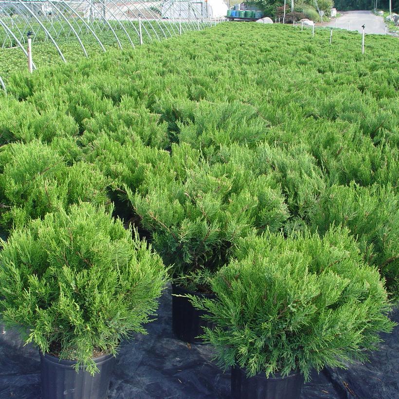 Juniperus Chinensis 'pfitzeriana Compacta' - View 3 from www redcrocus com