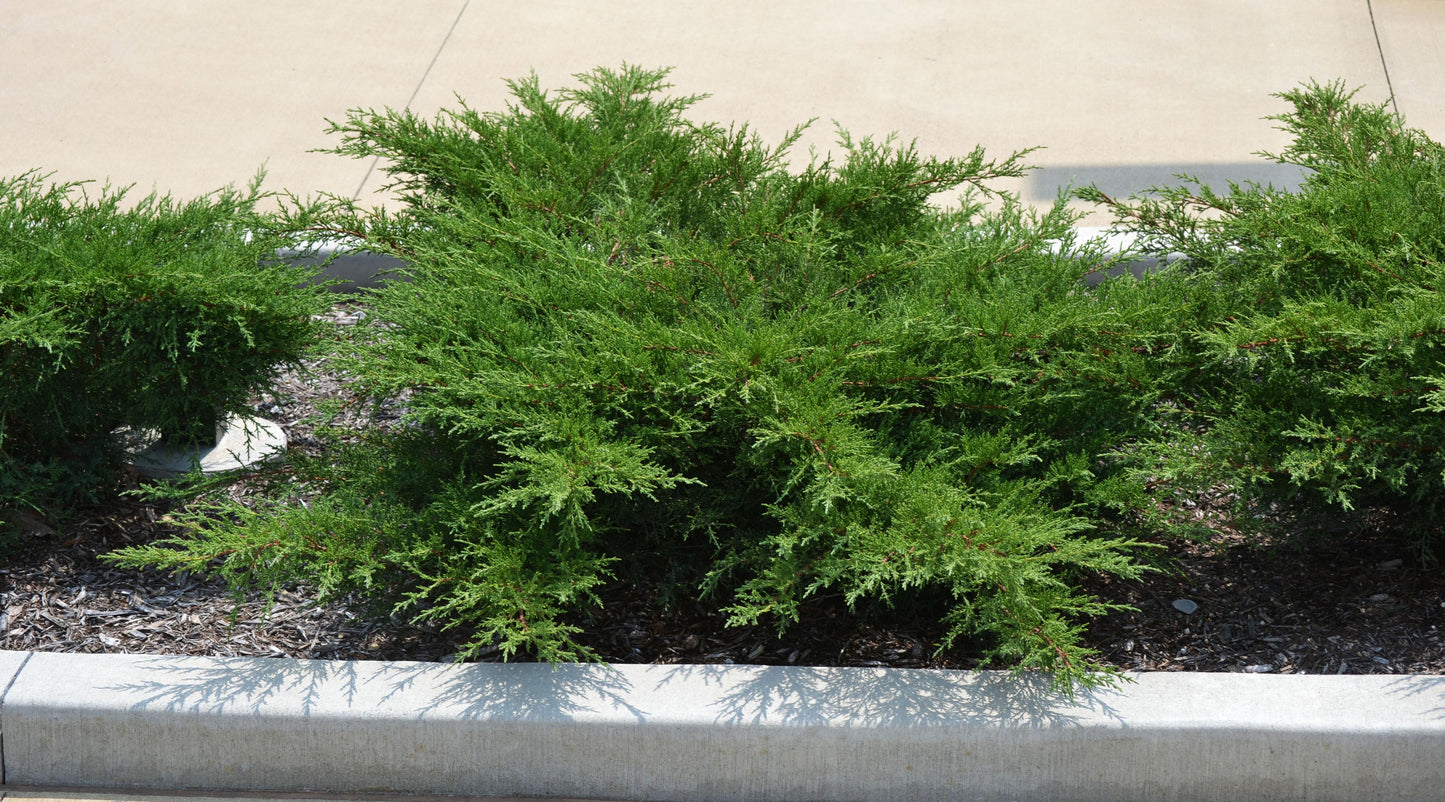 Juniperus Chinensis 'pfitzeriana Compacta' - View 5 from www redcrocus com