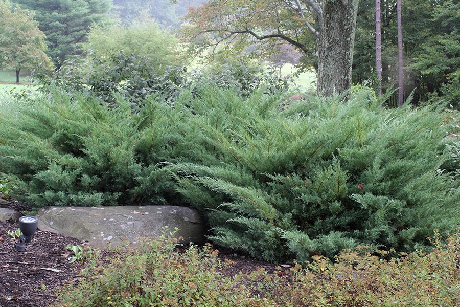 Juniperus Chinensis 'pfitzeriana Compacta' - View 6 from www redcrocus com
