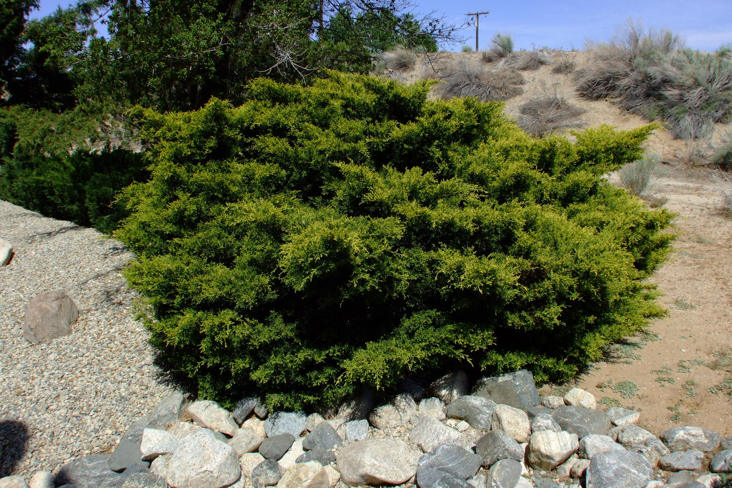Juniperus Chinensis 'pfitzeriana Compacta' - View 7 from www redcrocus com