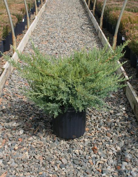 Juniperus Chinensis 'pfitzeriana Compacta' - View 8 from www redcrocus com
