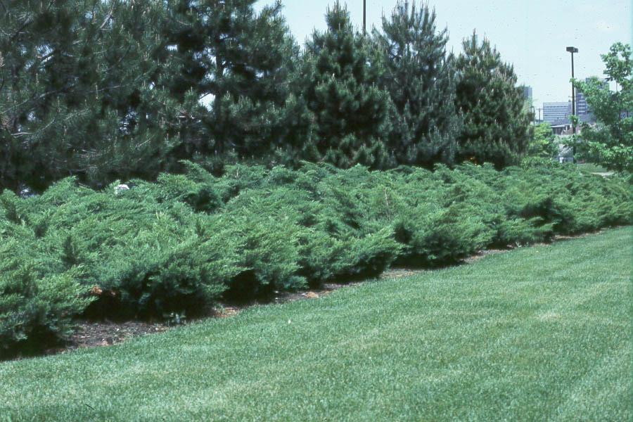 Juniperus Chinensis 'pfitzeriana Compacta' - View 9 from www redcrocus com
