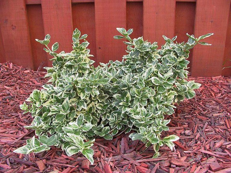 Euonymus Fortunei Emerald Gaiety - View 19 from www redcrocus com