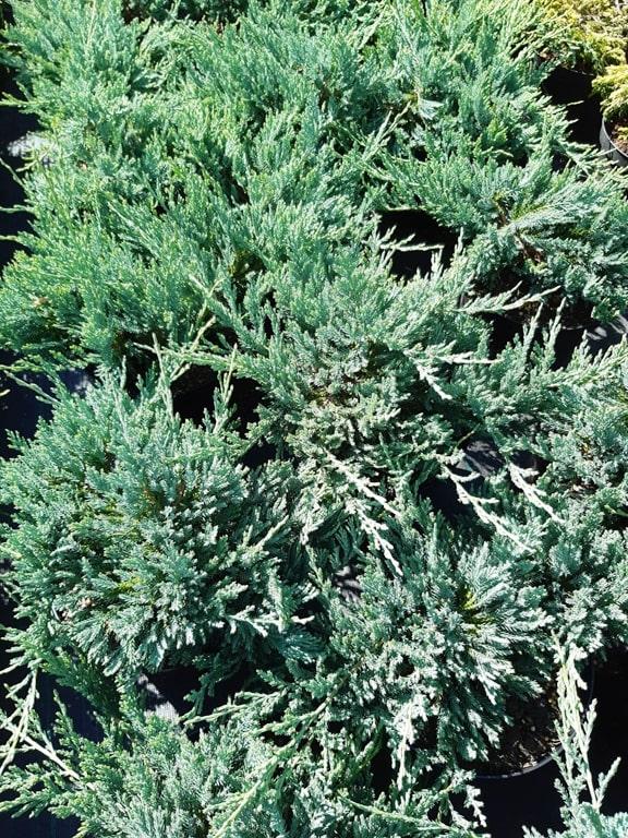 Juniperus Horizontalis Blue Chip - View 13 from www redcrocus com