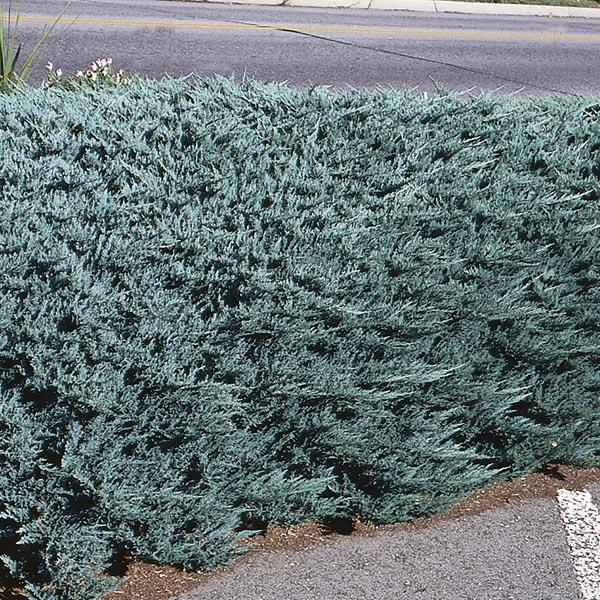 Juniperus Horizontalis Blue Chip - View 16 from www redcrocus com