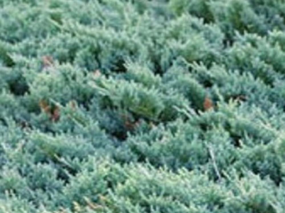 Juniperus Horizontalis Blue Chip - View 7 from www redcrocus com