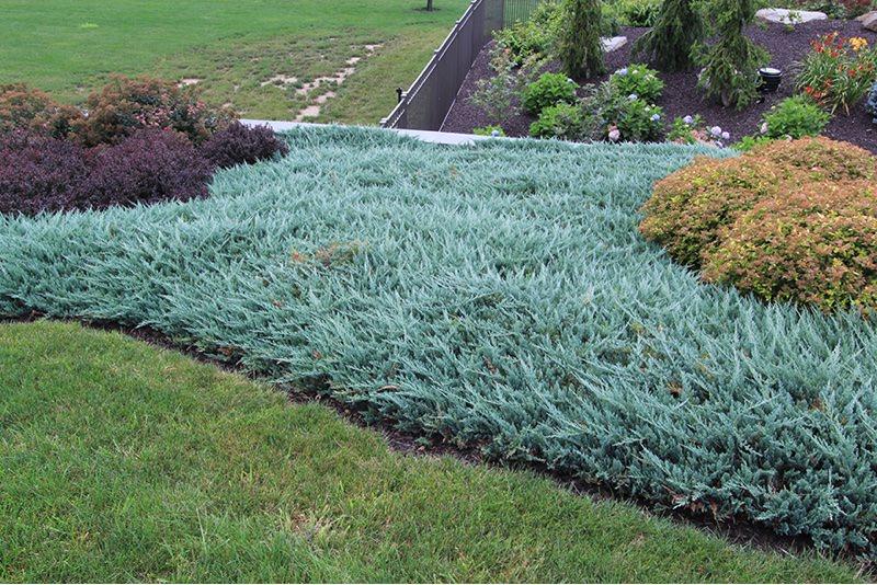 Juniperus Horizontalis Blue Chip - View 8 from www redcrocus com