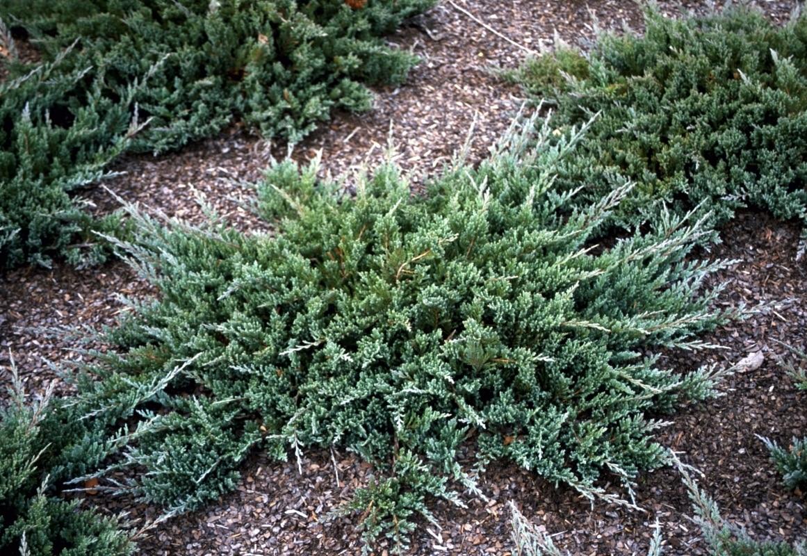 Juniperus Horizontalis Blue Chip - View 9 from www redcrocus com