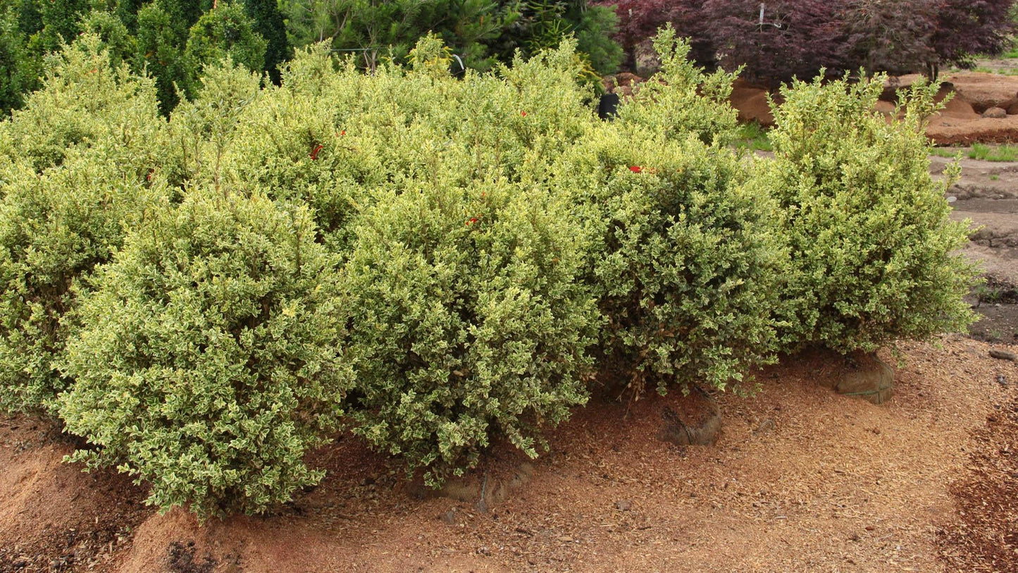 Buxus Sempervirens 'variegata' - View 13 from www redcrocus com