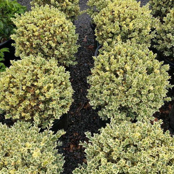 Buxus Sempervirens 'variegata' - View 15 from www redcrocus com