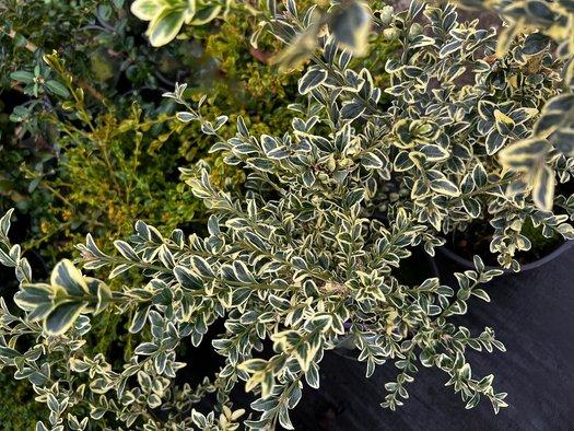 Buxus Sempervirens 'variegata' - View 20 from www redcrocus com
